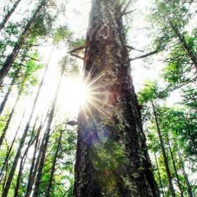 Una opción sostenible para cuidar el medio ambiente